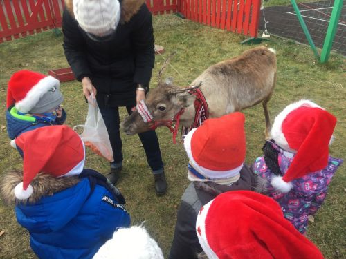Karmienie renifera przez dzieci