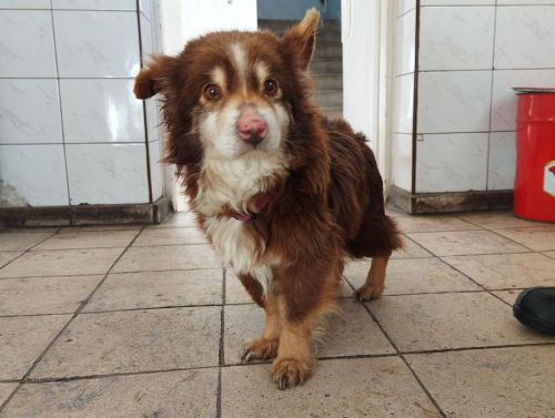 Mały brązowy piesek