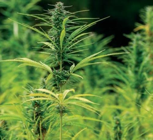 Zdjęcie konopii włóknistych