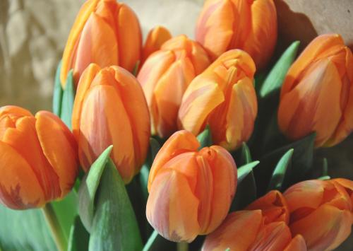 Bukiet tulipanów