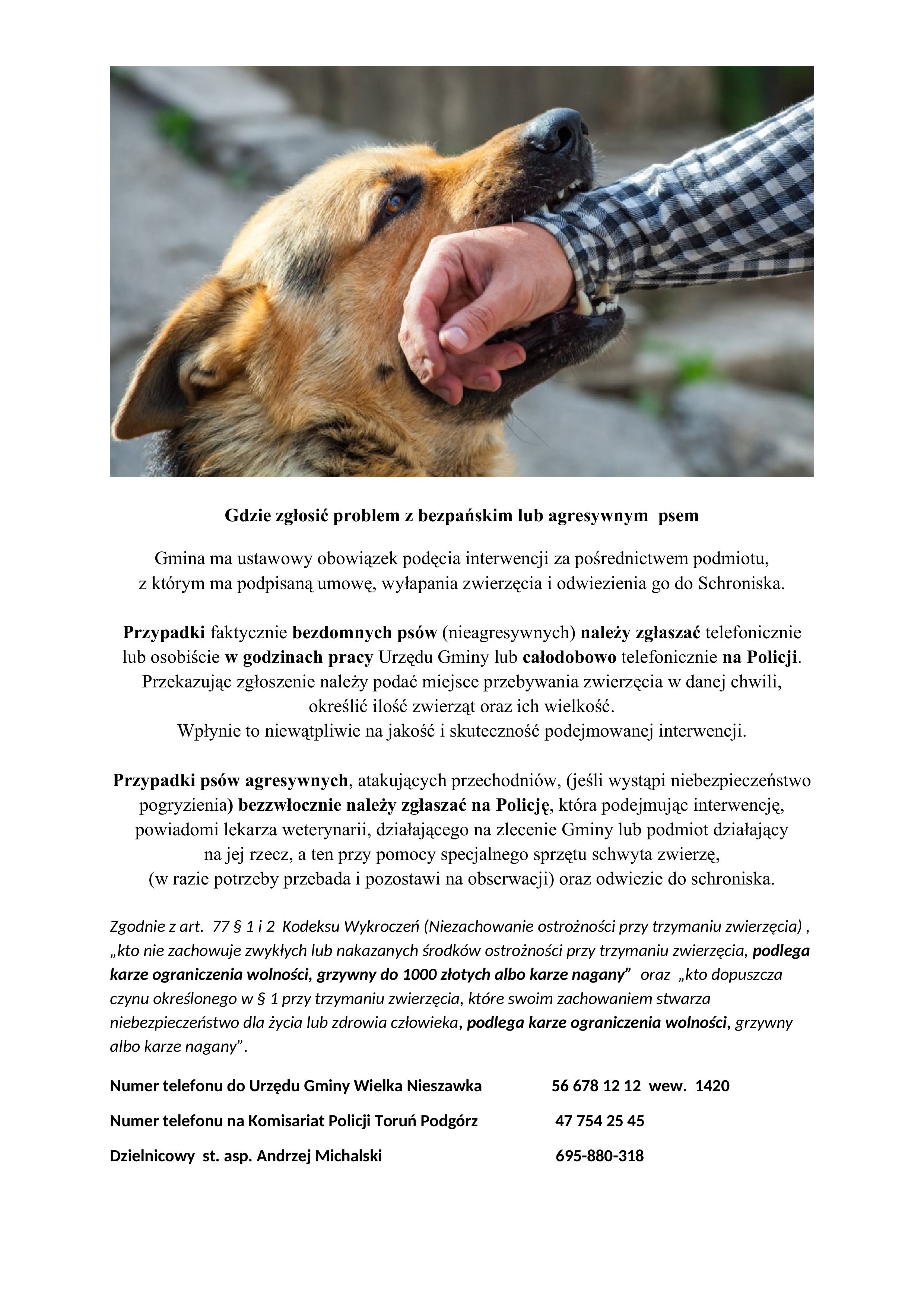 Gdzie zgłosić problem z bezpańskim lub agresywnym psem