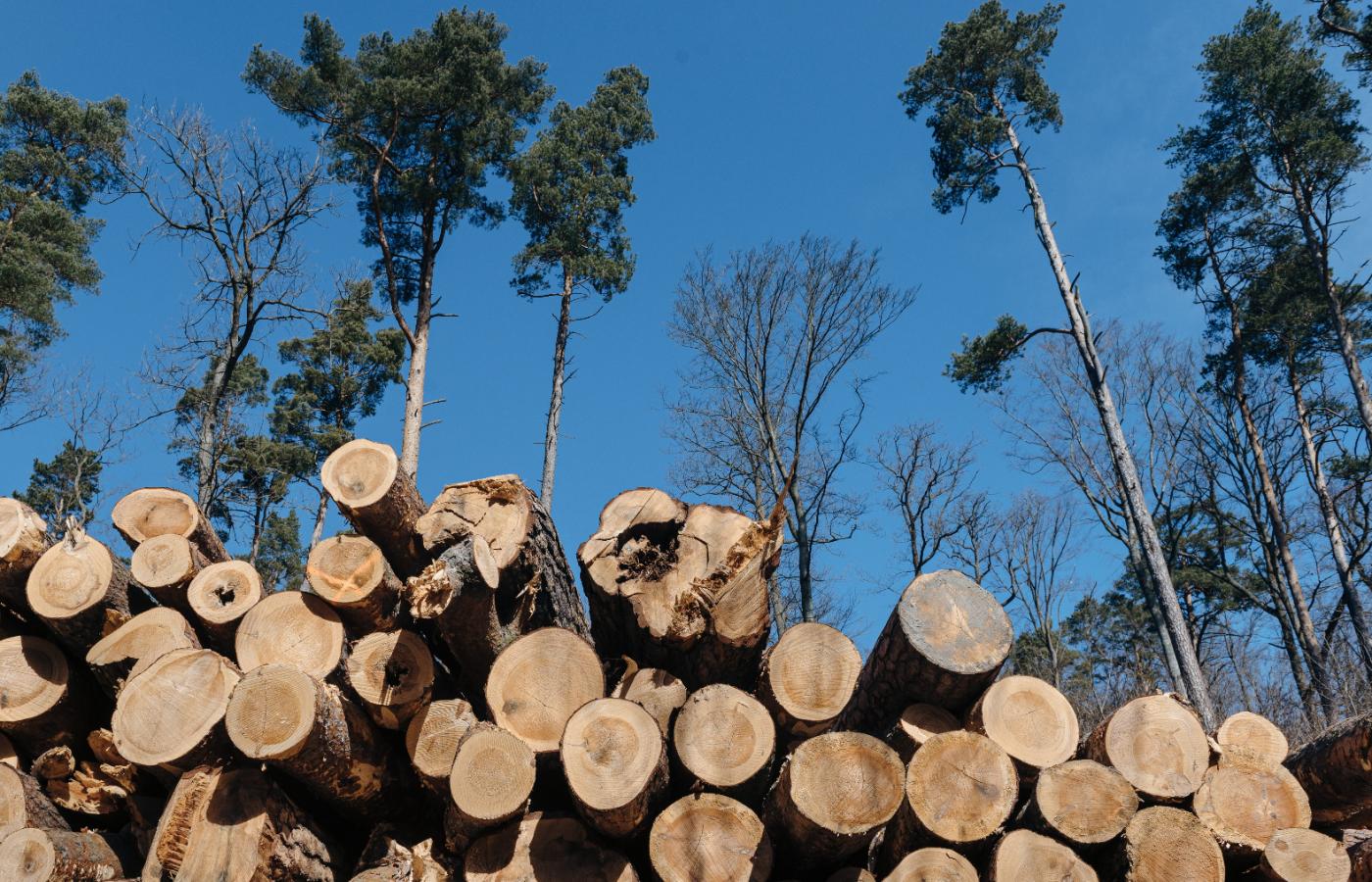 Wycinka drzew w miejscowości Brzoza