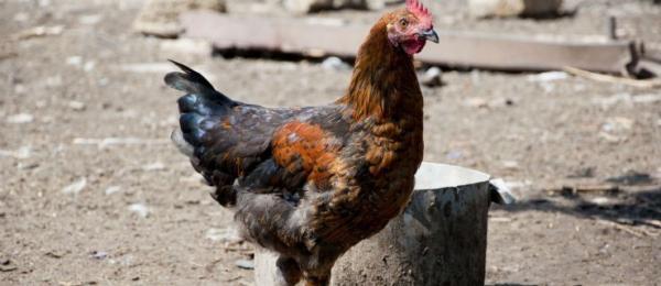 Zagrożenie ptasią grypą oficjalnie odwołane