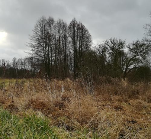 Widok łąki i drzew