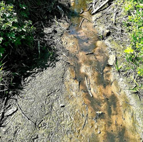 Wyschnięty rów melioracyjny